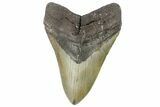 Fossil Megalodon Tooth - North Carolina #164874-1